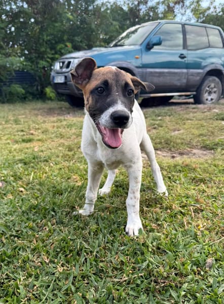 Sienna, Femelle X berger, Née le 27/10/2025 🤍