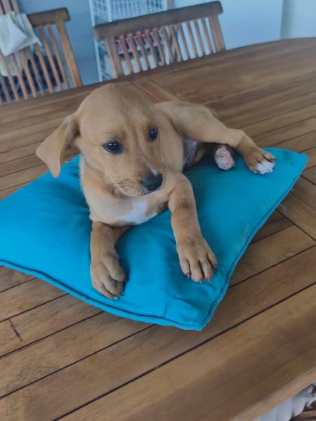 Saphir, mâle croisé berger créole, né le 28/11/2025 🤍