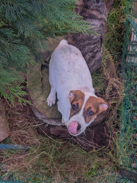 Roach, mâle X berger, né le 01/11/2025 🤍