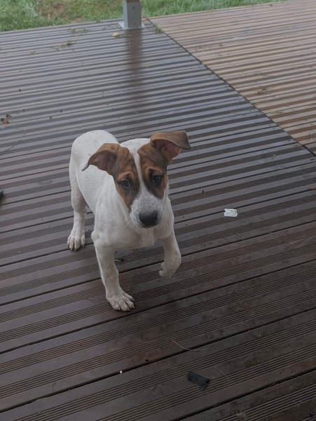 Roach, mâle X berger, né le 01/11/2025 🤍