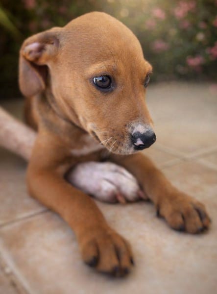 Miko, mâle, X Berger, né le 10/12/2025🐶