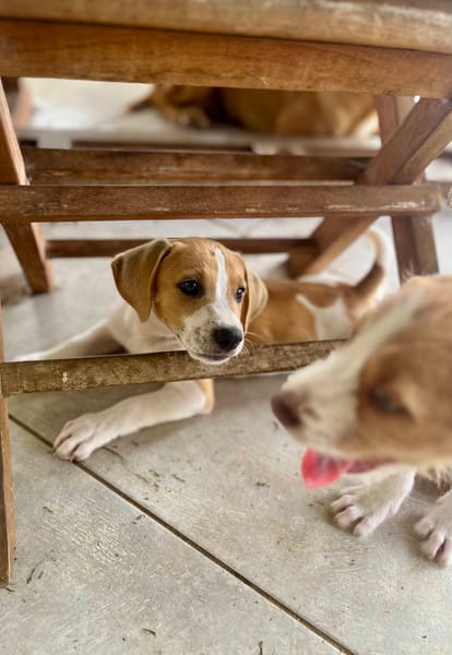 Apache, mâle croisé berger créole, né le 28/11/2025 🤍