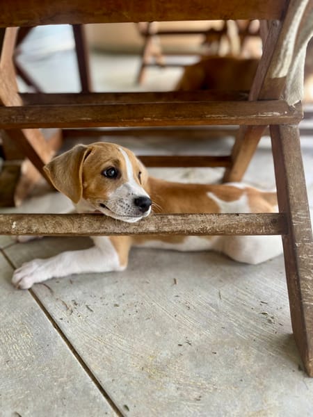 Apache, mâle croisé berger créole, né le 28/11/2025 🤍