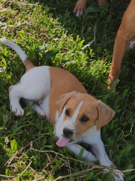 Apache, mâle croisé berger créole, né le 28/11/2025 🤍