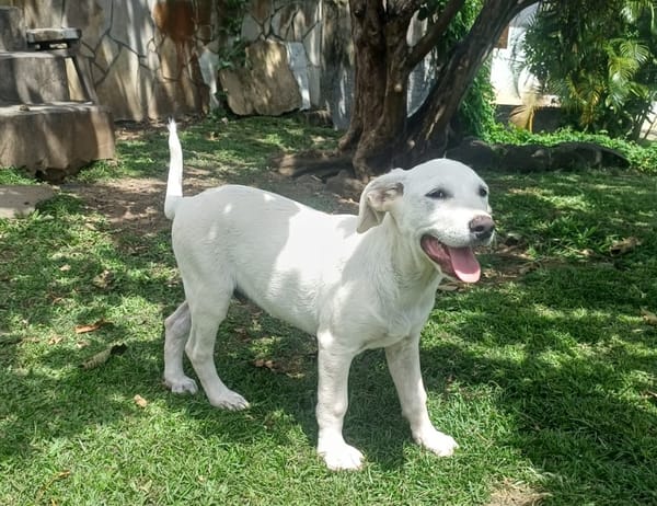 AUSTIN, chiot Croisé Labrador mâle