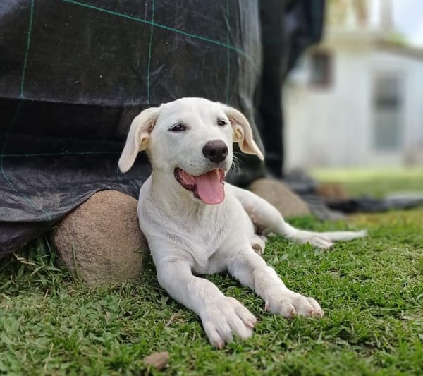 AUSTIN, chiot Croisé Labrador mâle