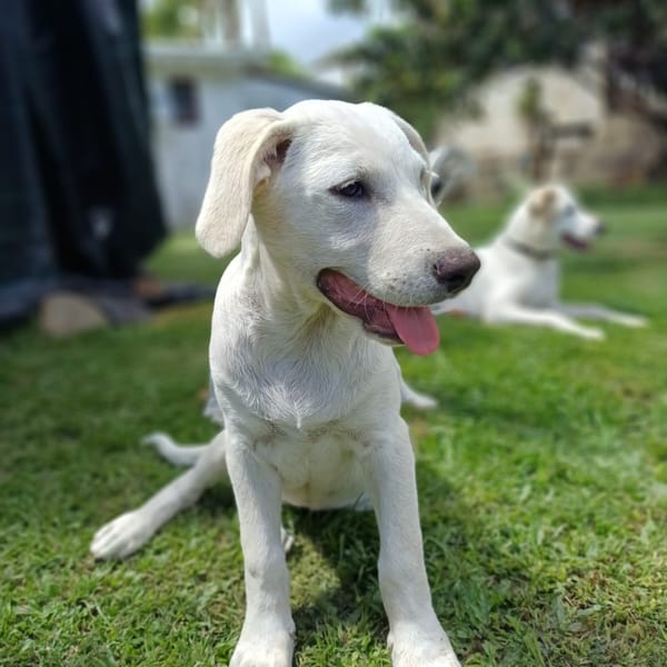 AUSTIN, chiot Croisé Labrador mâle
