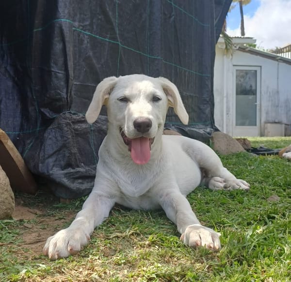 AUSTIN, chiot Croisé Labrador mâle