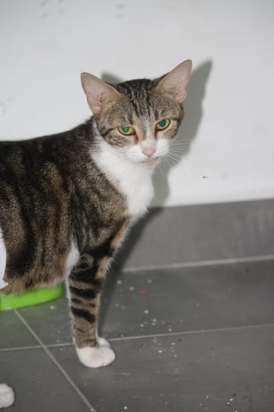 BONBONETTE, chatte européenne adulte