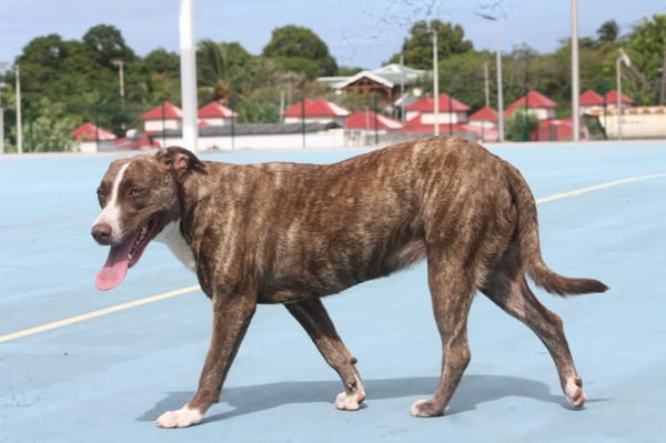 CANDY, Femelle Berger Créole junior