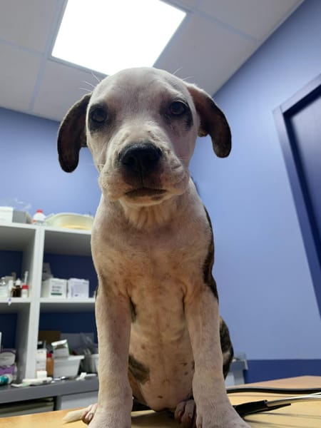 CLÉO, chiot Berger Créole, femelle