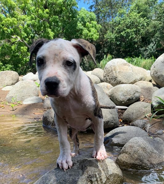 CLÉO, chiot Berger Créole, femelle