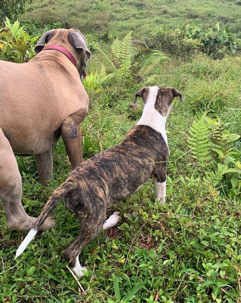 CLÉO, chiot Berger Créole, femelle