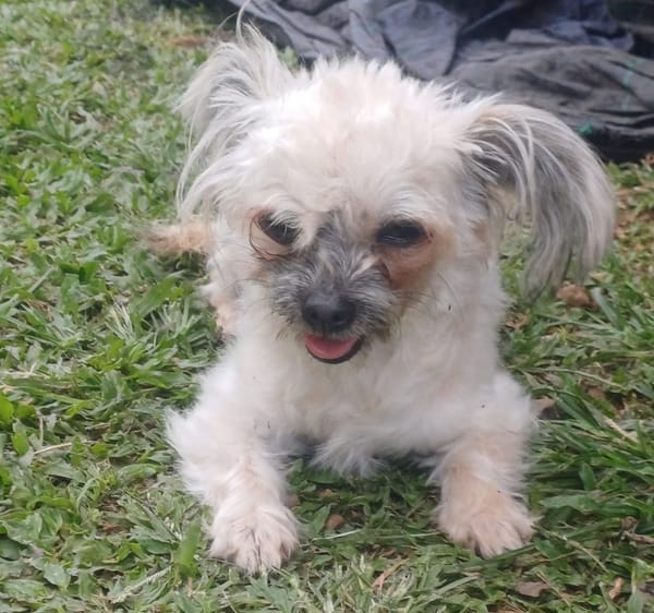 FURBY, junior femelle croisée Chihuahua & bichon