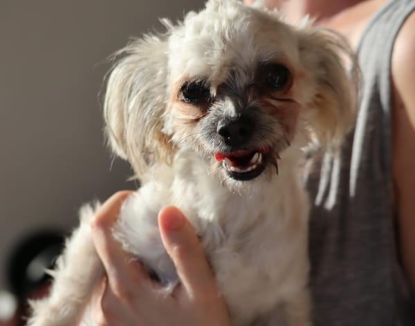 FURBY, junior femelle croisée Chihuahua & bichon