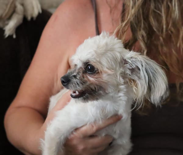 FURBY, junior femelle croisée Chihuahua & bichon