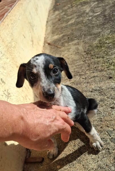 FOLLY, chiot femelle Croisée Jack Russel