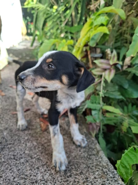 FOLLY, chiot femelle Croisée Jack Russel