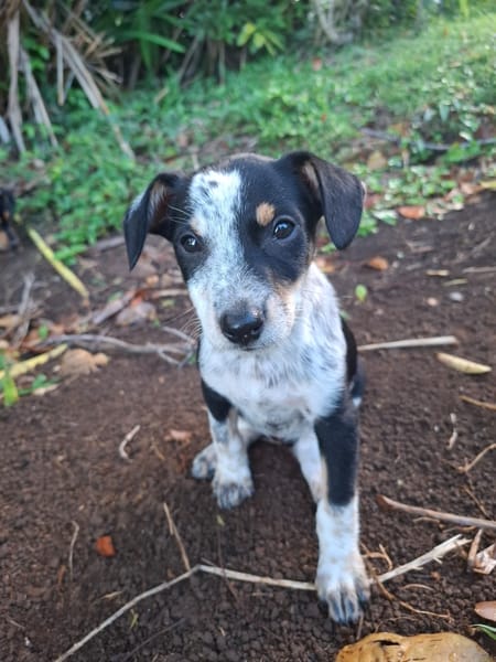 FOLLY, chiot femelle Croisée Jack Russel