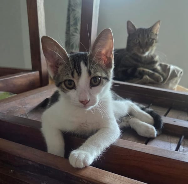 MOLLY, chat femelle junior