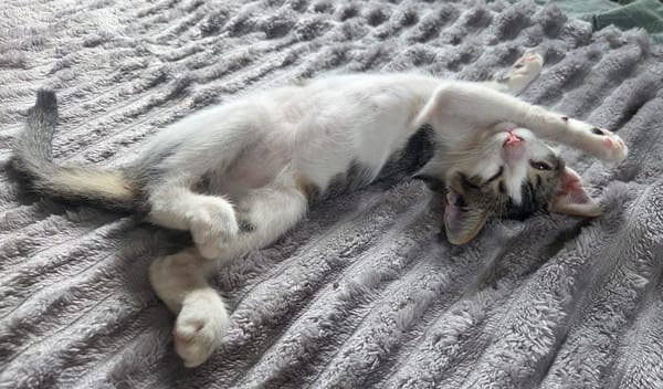 MOLLY, chat femelle junior