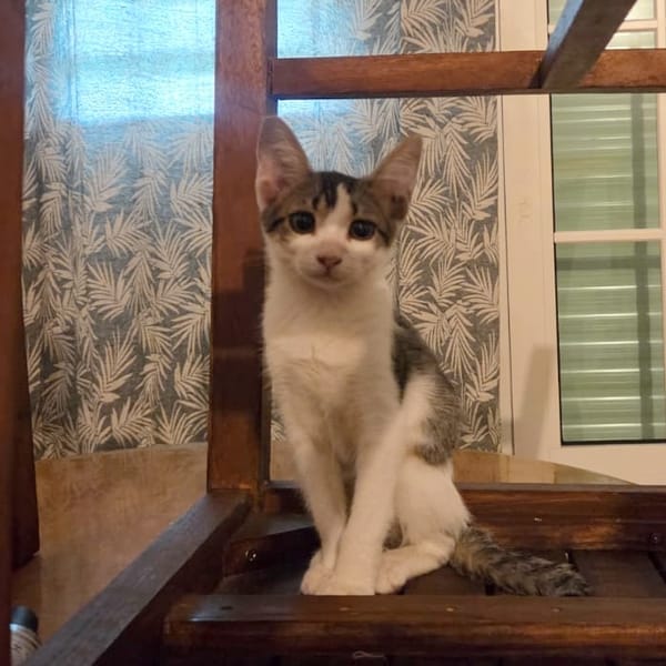 RAYA, chaton femelle européen