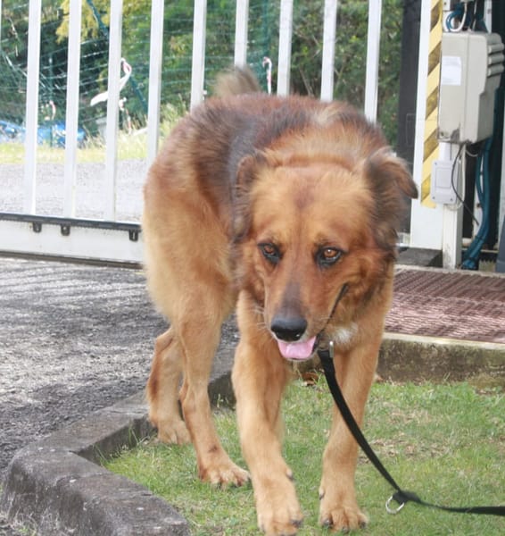 HEAVEN, Mâle Croisé Créole