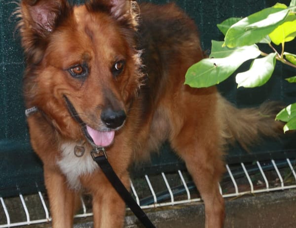 HEAVEN, Mâle Croisé Créole