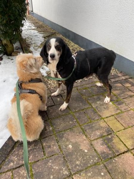 Jule 💖 liebe Hündin auf PS in Bayern