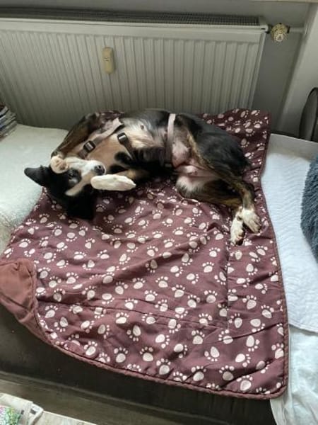 Jule 💖 liebe Hündin auf PS in Bayern