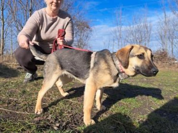 Lotte, liebenswerte Junghündin, ca. 7 Mo