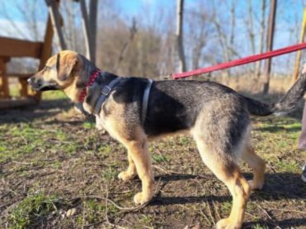 Lotte, liebenswerte Junghündin, ca. 7 Mo