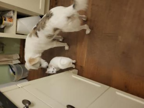 Aufpasser, Schmusebär, Frechdachs..