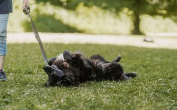 Kuschelfan Odi sucht ein Zuhause