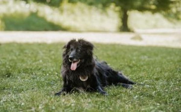 Kuschelfan Odi sucht ein Zuhause