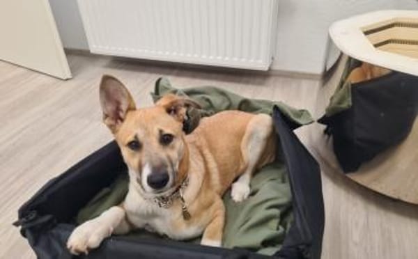 Quax - Bereit für Abenteuer?