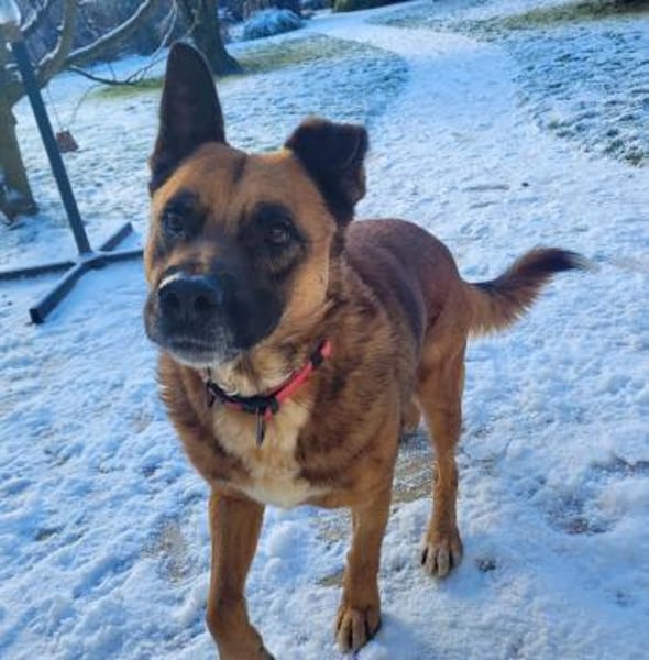 toller Schäfer-Mix Winnie (Tierschutz)
