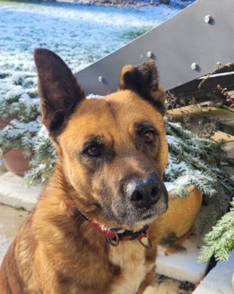 toller Schäfer-Mix Winnie (Tierschutz)