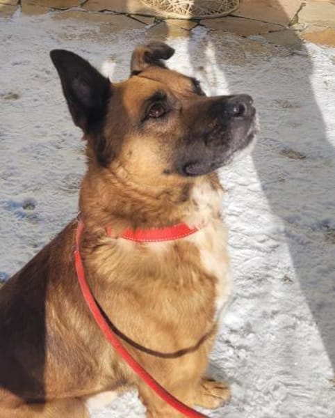 toller Schäfer-Mix Winnie (Tierschutz)