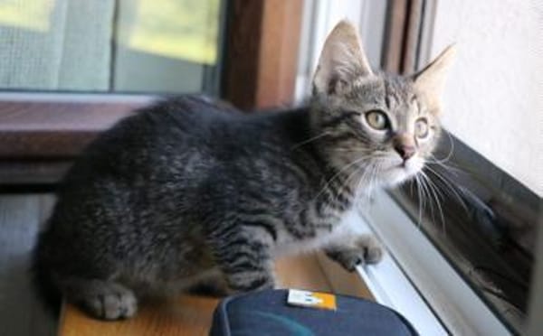 Karlsson sucht ein eigenes Zuhause