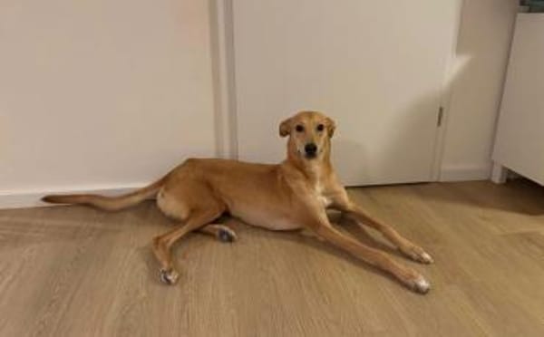 Windhund-Mix Keylam wartet auf dich!