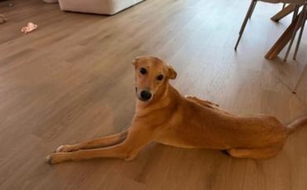 Windhund-Mix Keylam wartet auf dich!