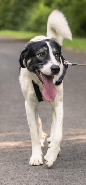 Claude Monet, geb. ca. 02/21, Vettweiß