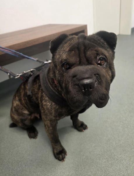 DAISY BRAUCHT EIN DACH ÜBER DEM KOPF