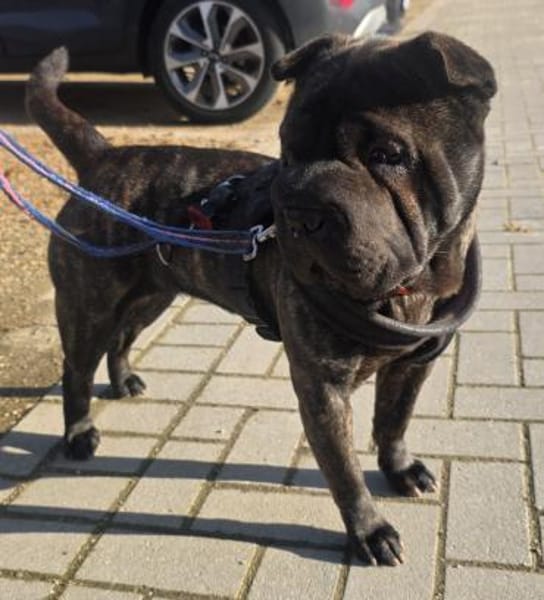 DAISY BRAUCHT EIN DACH ÜBER DEM KOPF