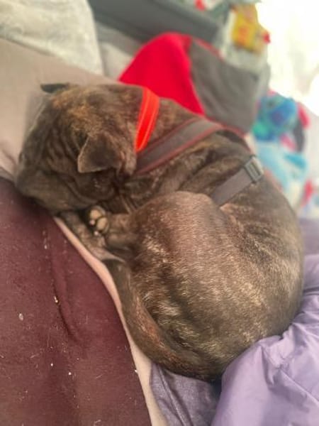 DAISY BRAUCHT EIN DACH ÜBER DEM KOPF