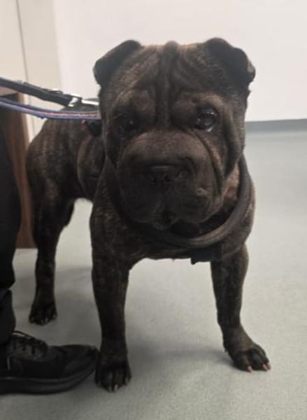 DAISY BRAUCHT EIN DACH ÜBER DEM KOPF