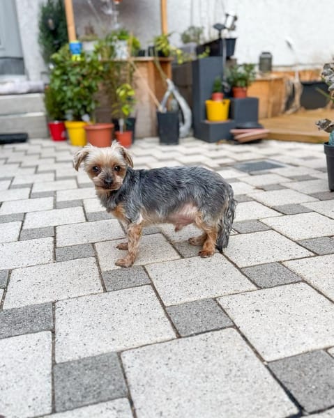 Süßer Urban sucht den Traumplatz