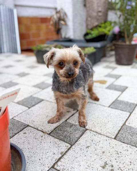 Süßer Urban sucht den Traumplatz