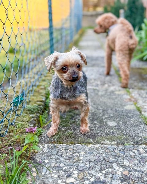 Süßer Urban sucht den Traumplatz